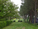 Allée de Pins Parasols